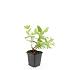 Hypericum i. 'Rheingold'