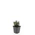 Lavandula ang. 'Dwarf Blue'