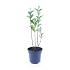 Ligustrum ovalifolium