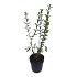 Ligustrum vulg. 'Atrovirens'