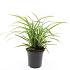 Carex morrowii 'Ice Dance'