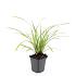 Carex morrowii 'Ice Dance'