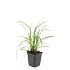 Carex morrowii 'Ice Dance'