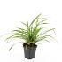 Carex morrowii 'Irish Green'