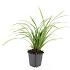 Carex morrowii 'Irish Green'