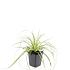 Carex oshim. 'Evergold'