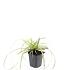 Carex oshim. 'Evergold'