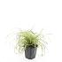 Carex oshim. 'Evergold'