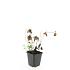 Geranium nodosum