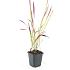 Imperata cylindrica 'Red Baron'