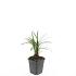 Liriope muscari 'Moneymaker'