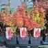 Berberis thunb. 'Orange Ice'
