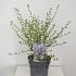 Ceanothus 'Concha'