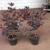 Cotinus cog. 'Royal Purple'