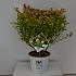 Physocarpus opulif. Tiny Wine Gold