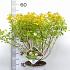 Physocarpus opulif. Tiny Wine Gold