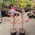 Prunus p. 'Melred'