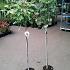 Sorbus 'Red Robin'