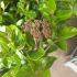 Viburnum tin. Lisarose