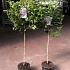 Viburnum tin. Lisarose