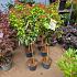 Viburnum tin. Lisarose