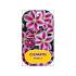 Clematis Exclusive Royalty Mix