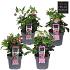 Helleborus orientalis