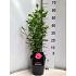 Hibiscus syr. Flower Tower Ruby