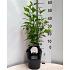 Hibiscus syr. Flower Tower White