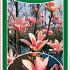 Magnolia 'Heaven Scent'