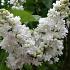 Syringa v. 'Mme Lemoine'