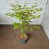 Acer pal. 'Osakazuki'