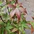 Acer pal. 'Osakazuki'