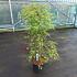 Acer pal. 'Dissectum'