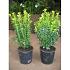 Buxus sempervirens  -Bushes-