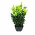 Buxus sempervirens  -Bushes-