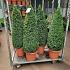 Buxus sempervirens  -Pyramid-