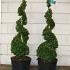 Buxus sempervirens  -Spiral-