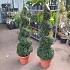 Buxus sempervirens  -Spiral-
