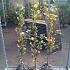 Fagus syl. 'Dawyck Gold'
