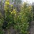 Fagus syl. 'Dawyck Gold'