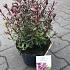 Hebe 'Caledonia'
