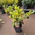 Ilex altacl. 'Golden King'