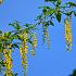 Laburnum wat. 'Vossii'