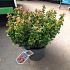 Leucothoe axillaris 'Curly Red'