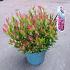Leucothoe 'Little Flames'