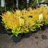 Ligustrum oval. 'Lemon and Lime'