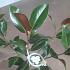 Magnolia grandiflora