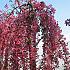 Malus 'Royal Beauty'