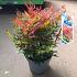 Nandina d. Obsessed